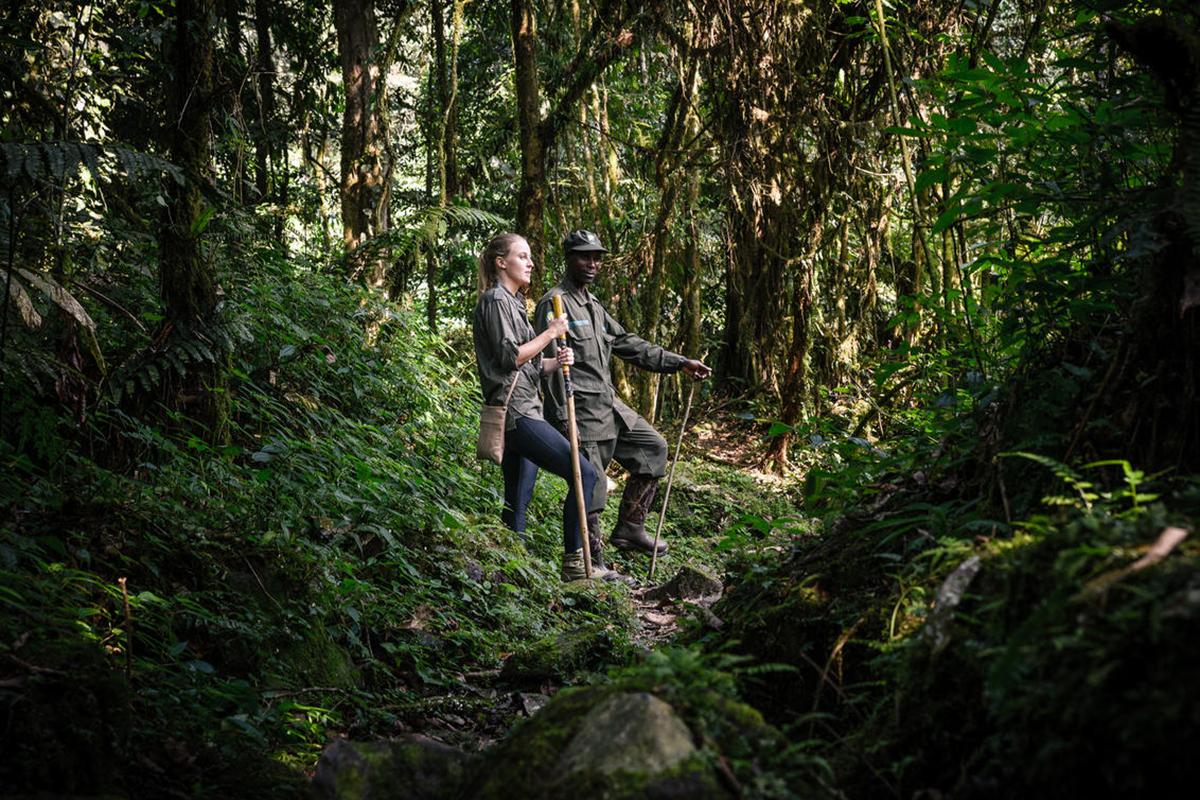 Two people in the middle of a wooded area look off into the surrounding greenery while on a gorilla trekking tour | Go2Africa