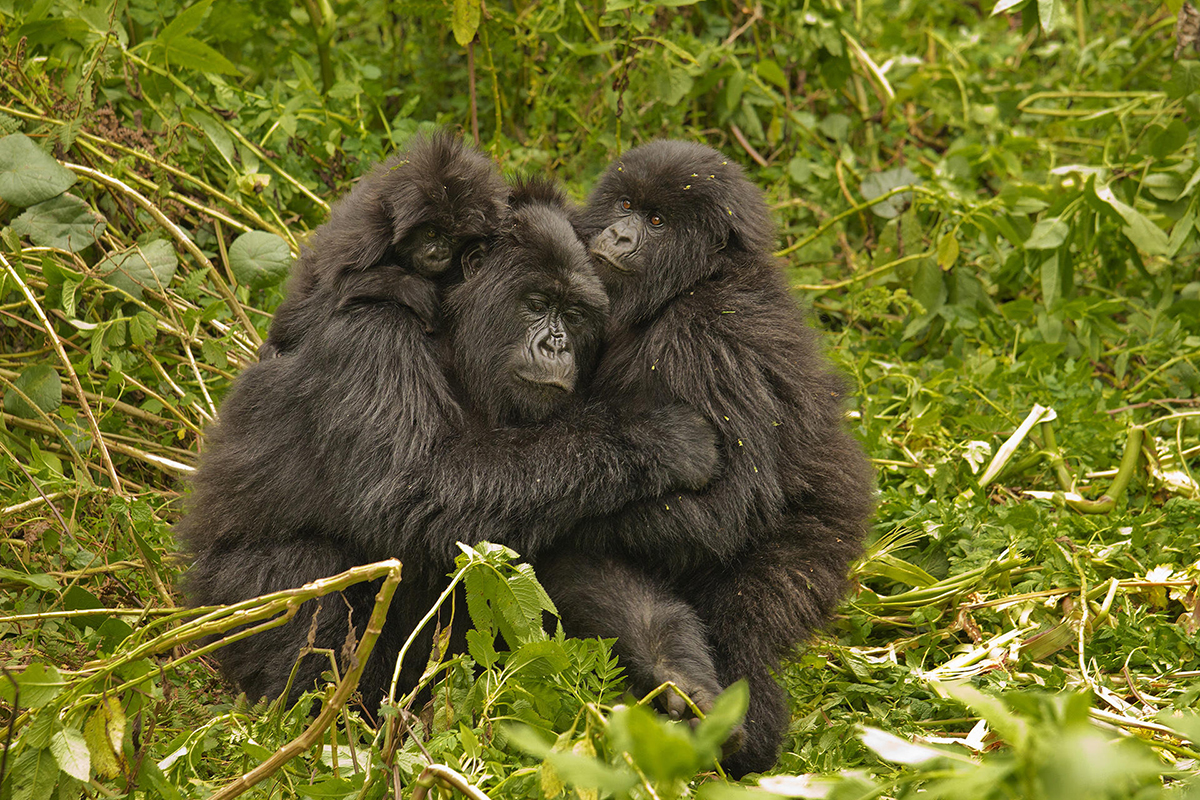 Several gorillas huddle together in the middle of lush vegetation | Go2Africa