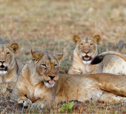 Fauna salvaje en Kafue.
