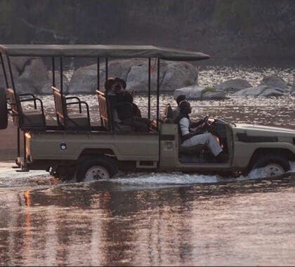 Emocionantes safaris.
