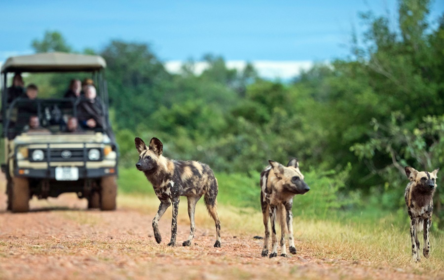 Three African wild dogs walking away from a game vehicle in the background | Go2Africa
