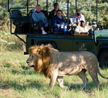 Increíble avistamiento de animales.
