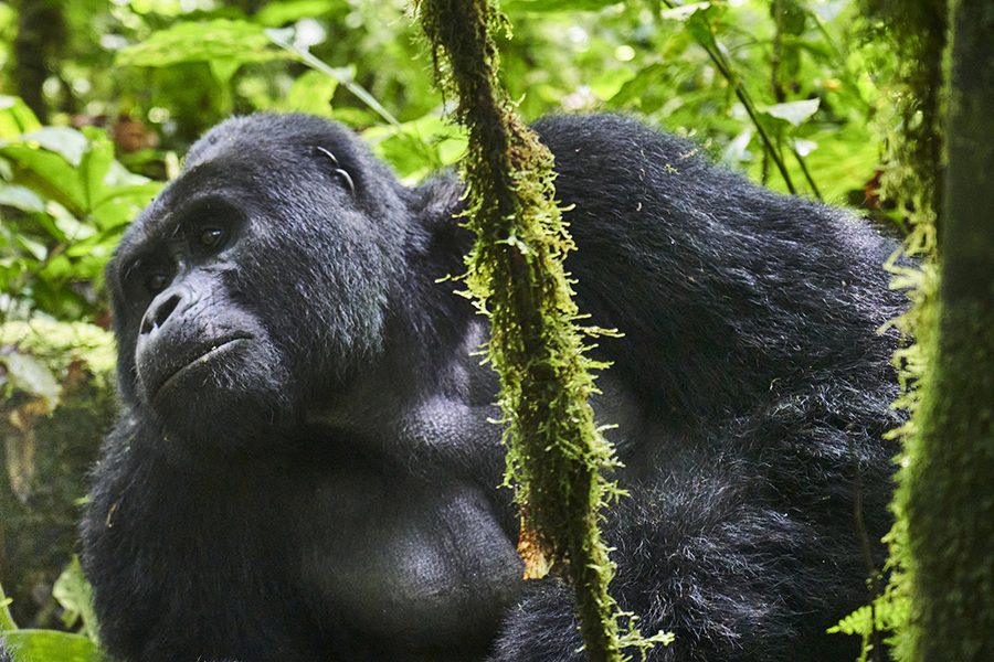 Endangered mountain gorilla. 