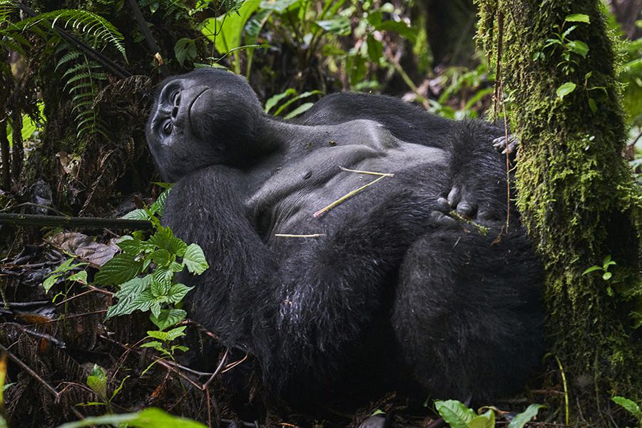 The best experiences gorilla trekking. 