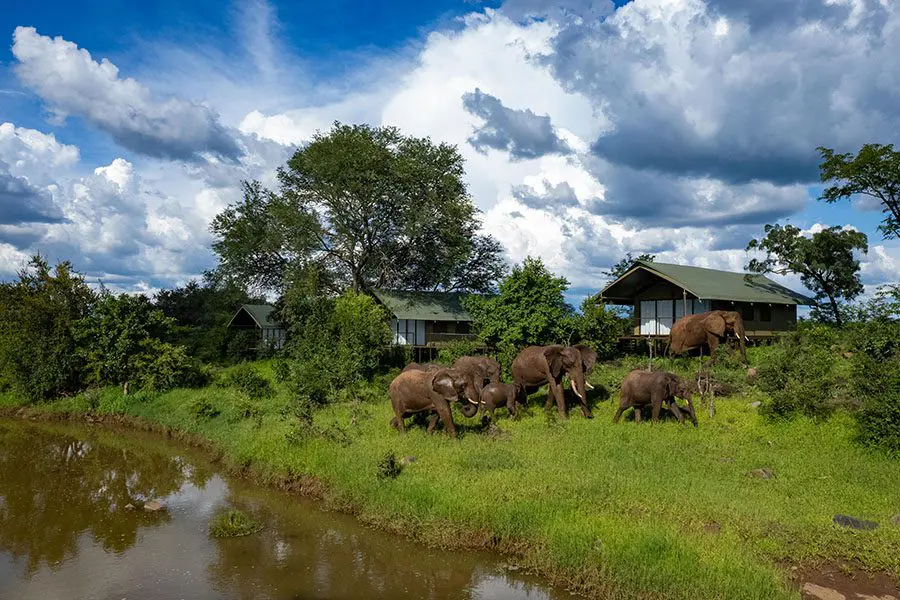 Elephants crossing. 