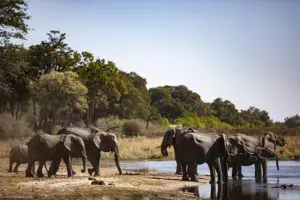 Discover the reserve's large elephant population.