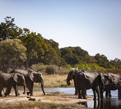 Discover the reserve's large elephant population.