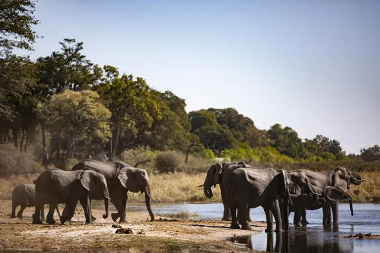 Discover the reserve's large elephant population.