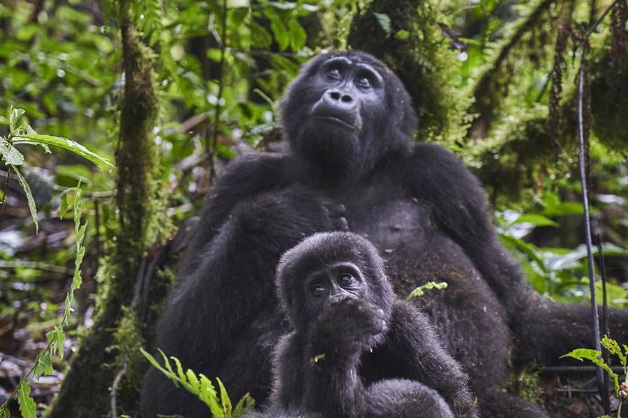Trek to National Park slopes to spend time with this incredible gorilla family.