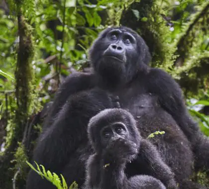 Exceptional gorilla encounters. 