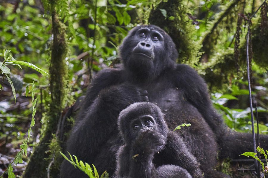 Exceptional gorilla encounters. 