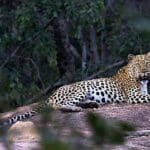 Wildlife sighting in the Matopos National Park.