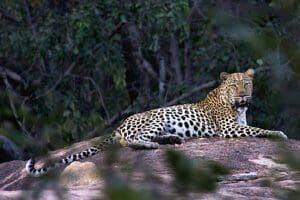 Wildlife sighting in the Matopos National Park.