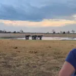 Elefantes en la charca