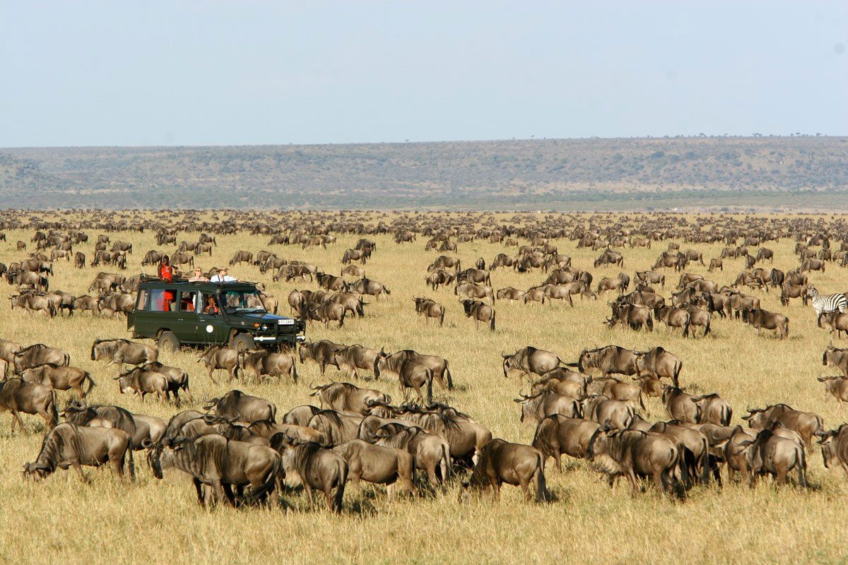 Witness the wildebeest migration in the Masai Mara National Reserve