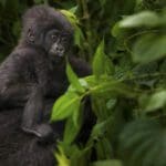 Gorila de montaña juvenil, Parque Nacional de los Volcanes, Ruanda