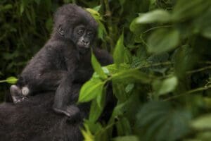 Gorila de montaña juvenil, Parque Nacional de los Volcanes, Ruanda