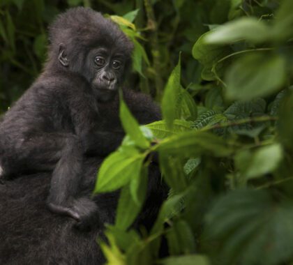 Mountain gorilla juvenile, Volcanoes National Park, Rwanda