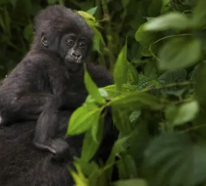 Gorila de montaña juvenil, Parque Nacional de los Volcanes, Ruanda