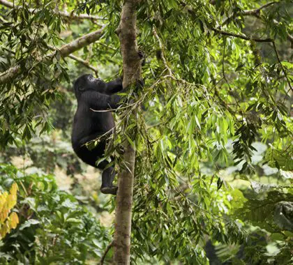 Mountain gorilla juvenile, Volcanoes National Park, Rwanda