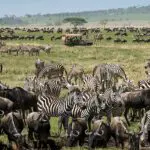 A game drive in the heart of Central Serengeti in the majestic Nyaruswiga Hills.