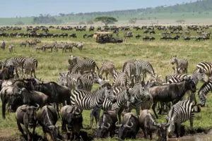 A game drive in the heart of Central Serengeti in the majestic Nyaruswiga Hills.
