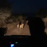 Night game drives are best to see lions active.