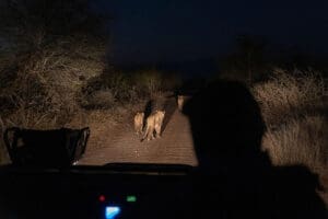 Night game drives are best to see lions active.