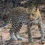 Spot the Big 5 on game drives.
