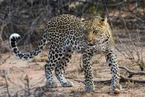 Spot the Big 5 on game drives.
