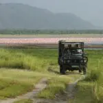 Lake Manyara game  drive.