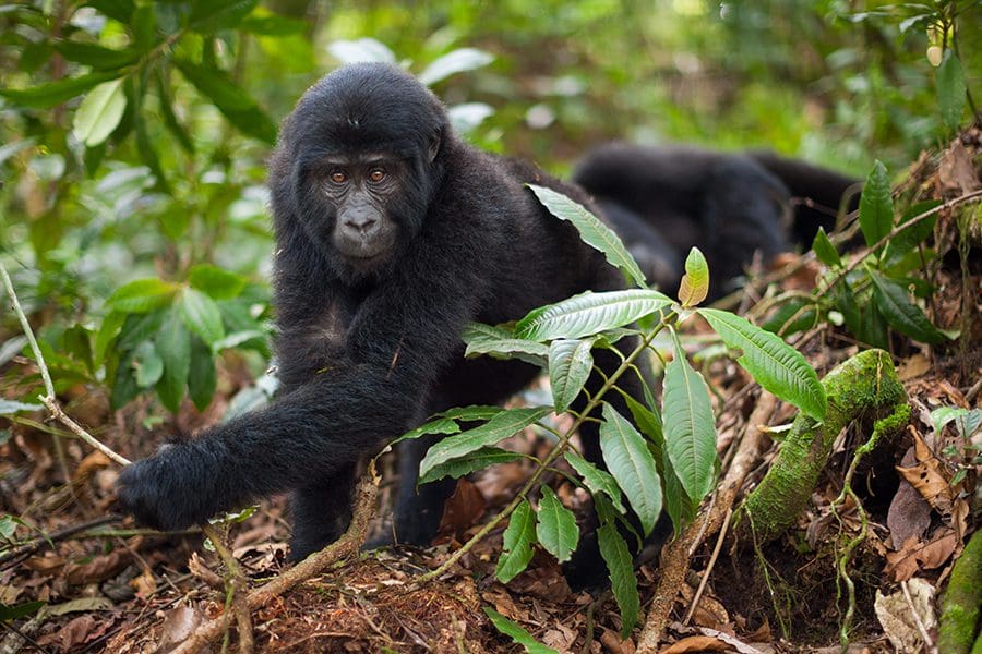 Gorila de montaña juvenil, Parque Nacional de los Volcanes, Ruanda