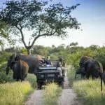 Game drives.
