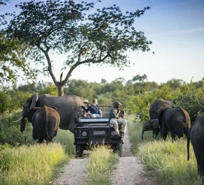 Simbavati Camp George, South Africa