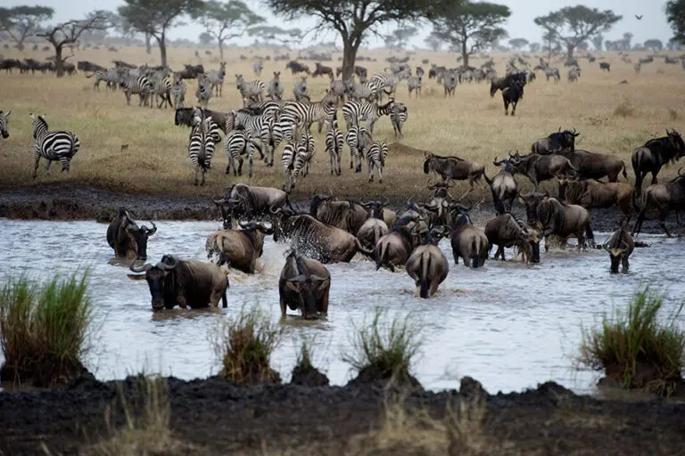 singita_mara_river_wildlife2