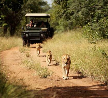 Jabulani Safari lion pride