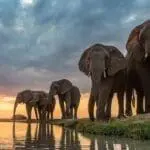 Capture magníficos avistamientos de elefantes en la Reserva Privada de Kapama, en el Gran Parque Kruger | Jabulani Safari