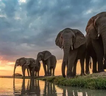 Jabulani Safari elephant