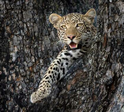 Little Vumbura leopard