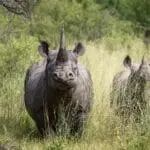Mombo Camp is one of the few areas in Botswana where you might see rhino on a game drive. 