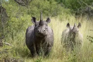 Mombo Camp is one of the few areas in Botswana where you might see rhino on a game drive. 