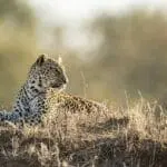 Avistamientos de leopardos en el Singita Ebony Lodge.