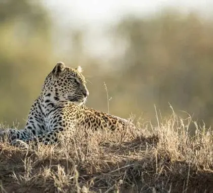Avistamientos de leopardos en el Singita Ebony Lodge.