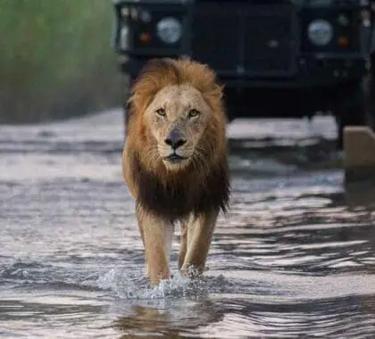 Londolozi Tree Camp lion