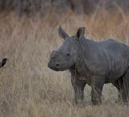 Londolozi Tree Camp rhino