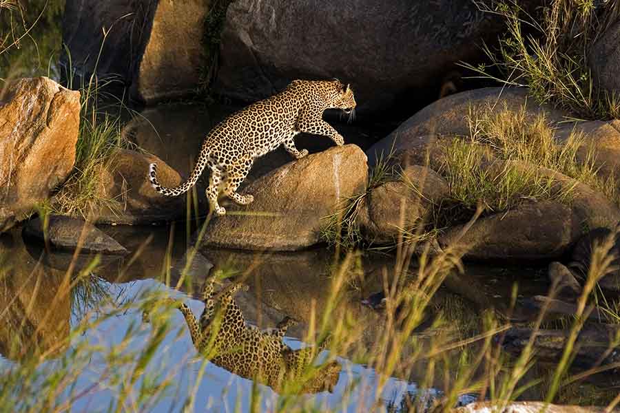Londolozi Tree Camp leopard