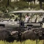 Los avistamientos nunca están lejos en Mombo Camp | Mombo Camp