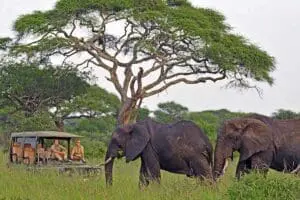 Big-game territory on the edge of the Tarangire National Park.