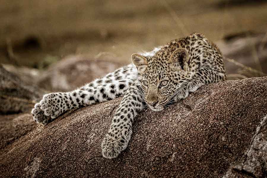 Sighting of an elusive leopard.