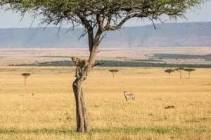 Un guepardo escanea las llanuras en busca de presas.